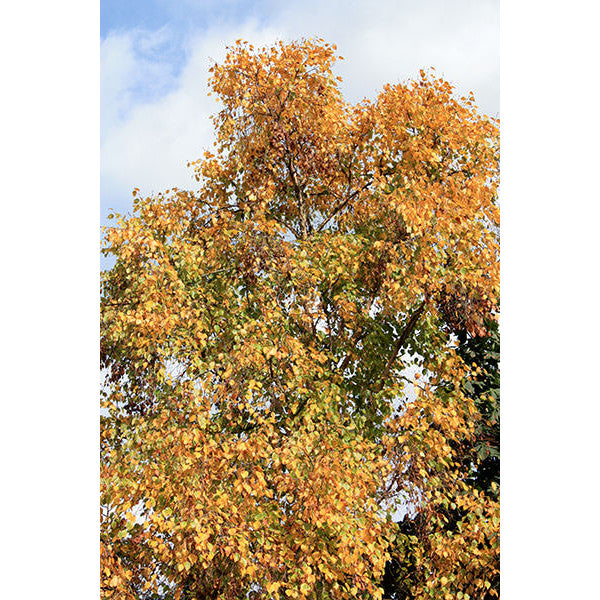 Betula ermanii 'Holland'