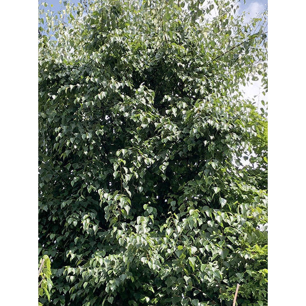 Betula ermanii 'Holland'