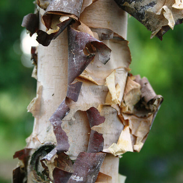 Betula nigra