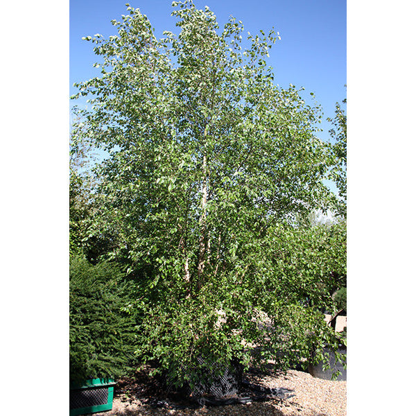 Betula nigra