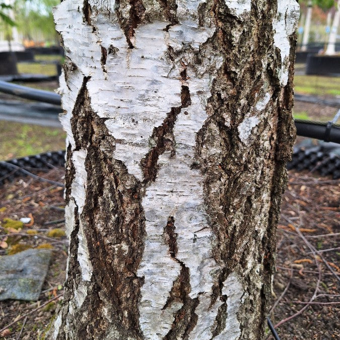 Betula pendula