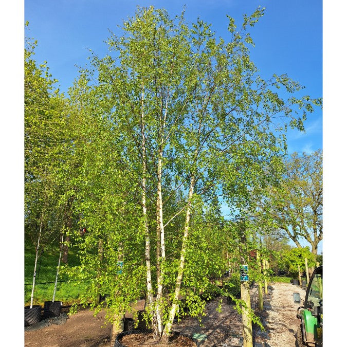 Betula pendula