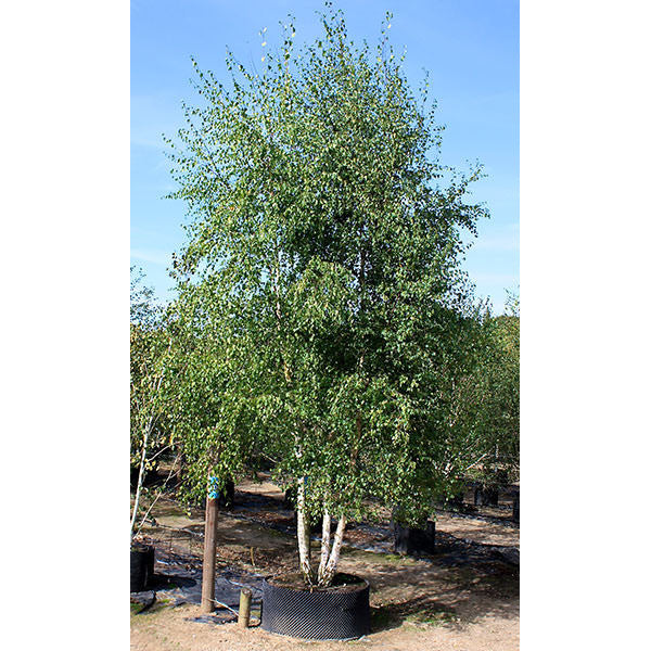 Betula pendula