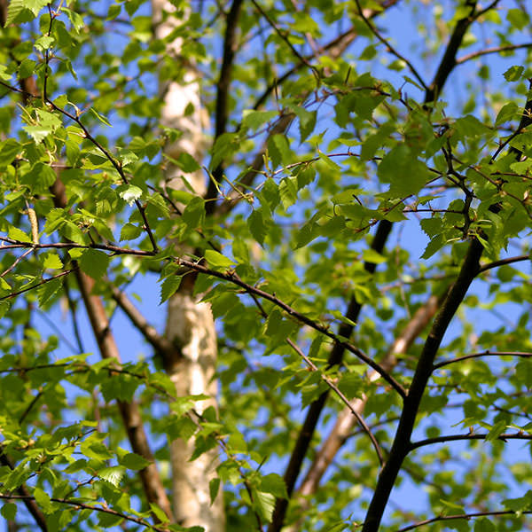 Betula pendula