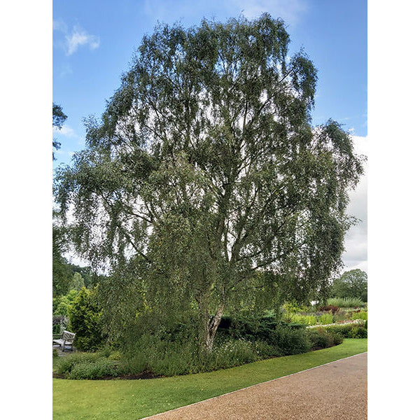 Betula pendula