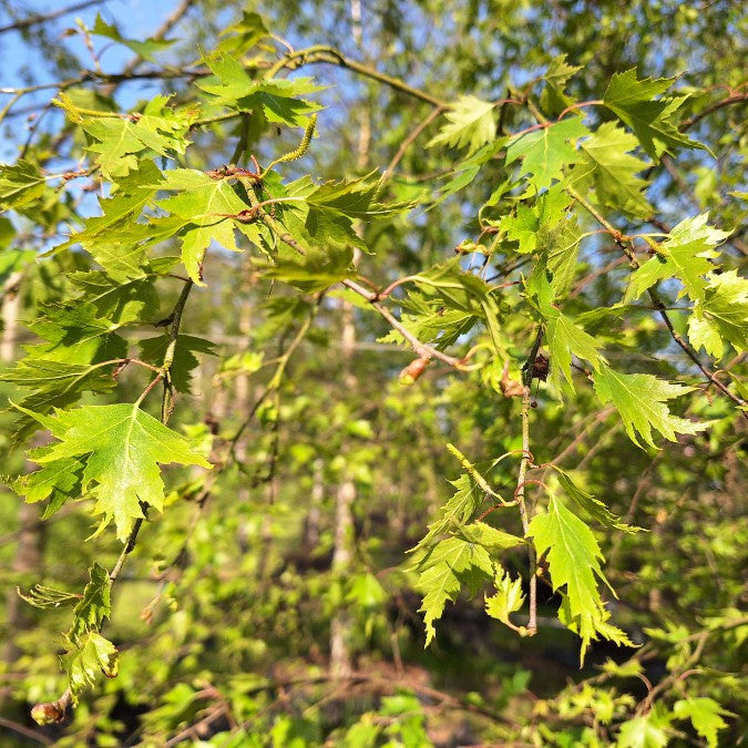Betula pendula 'Laciniata'