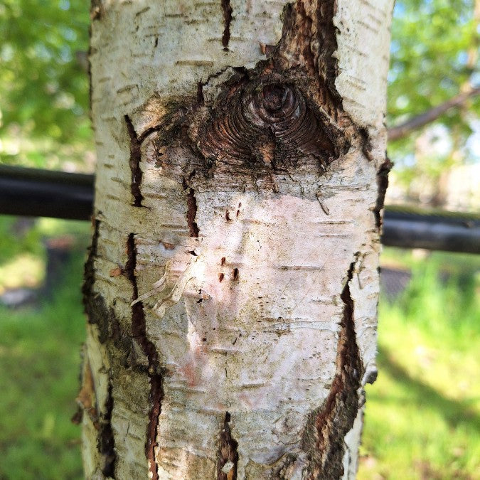 Betula pendula 'Laciniata'