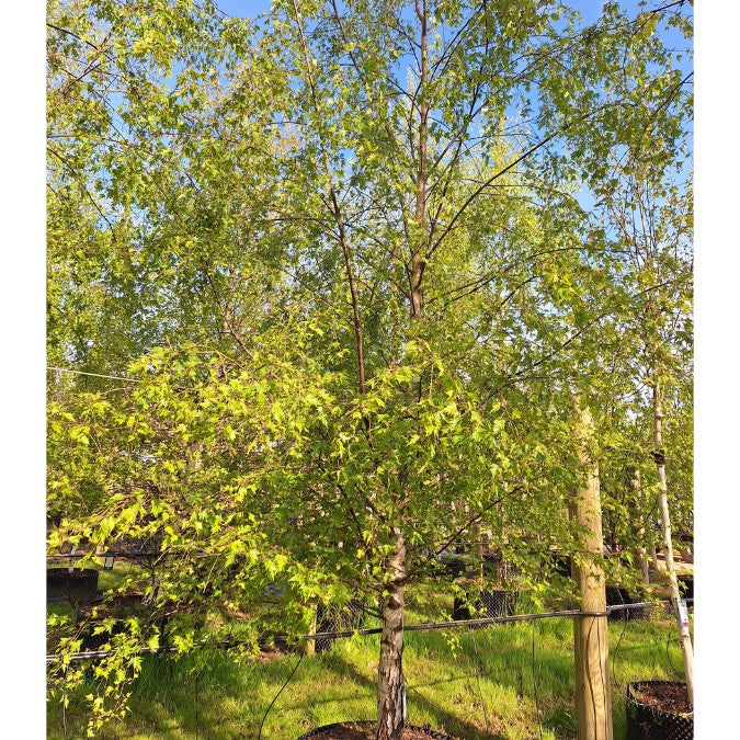 Betula pendula 'Laciniata'
