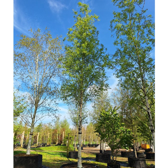 Betula pendula 'Swiss Glory'