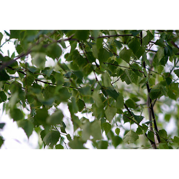 Betula pendula 'Swiss Glory'