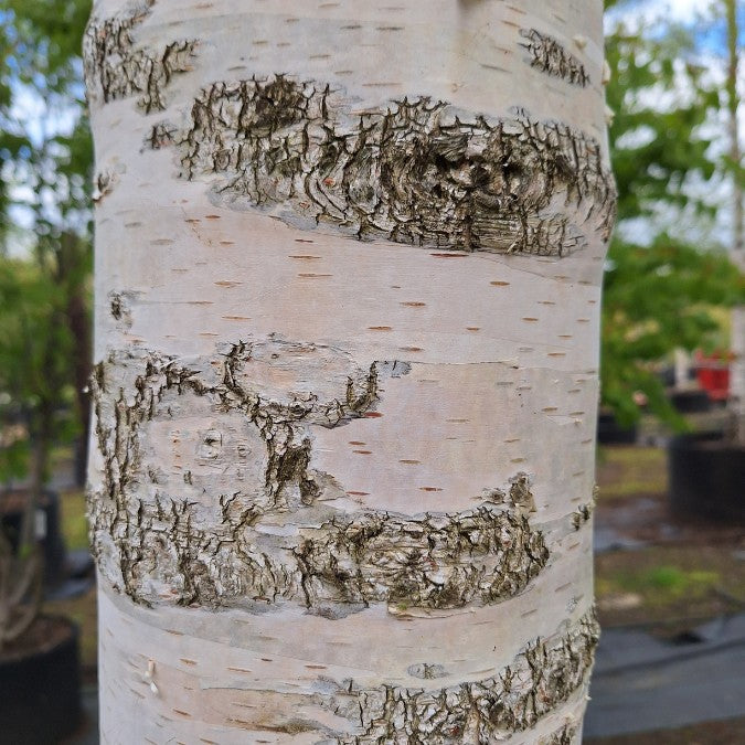 Betula pendula 'Tristis'