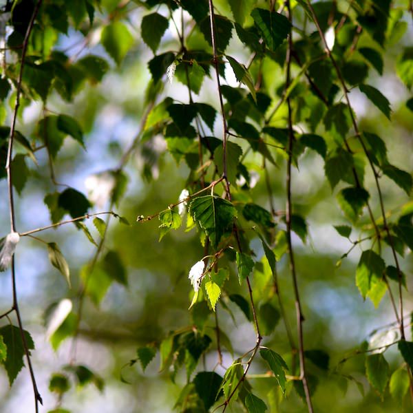 Betula pendula 'Tristis'