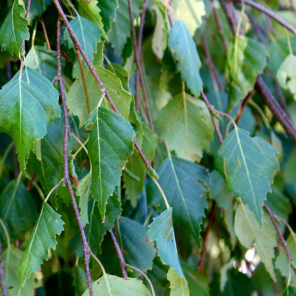 Betula pendula 'Youngii'