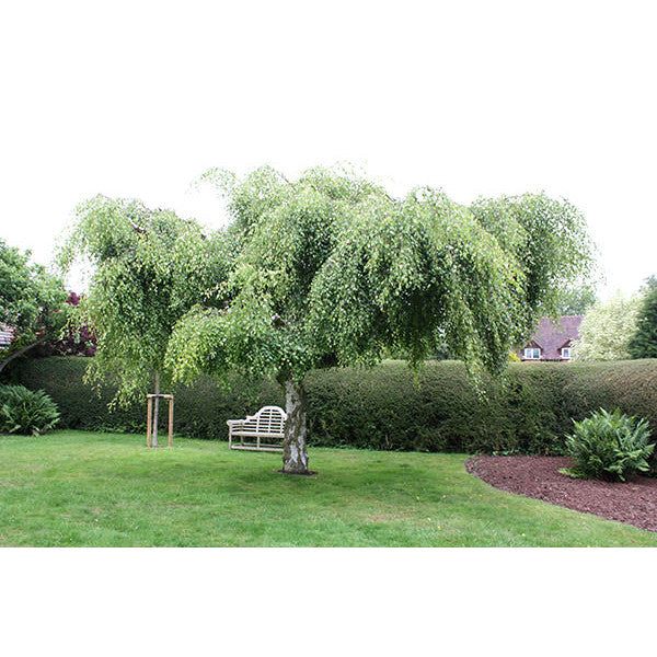 Betula pendula 'Youngii'