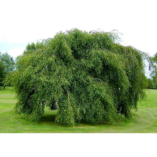 Betula pendula 'Youngii'