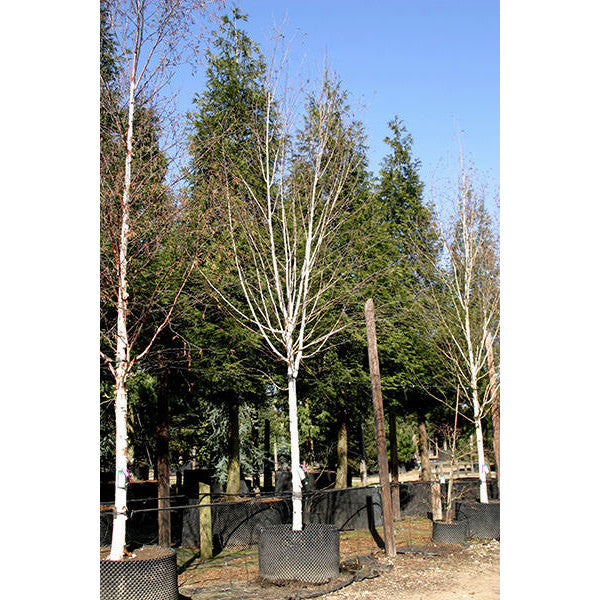 Betula utilis