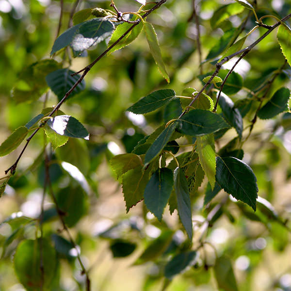 Betula utilis