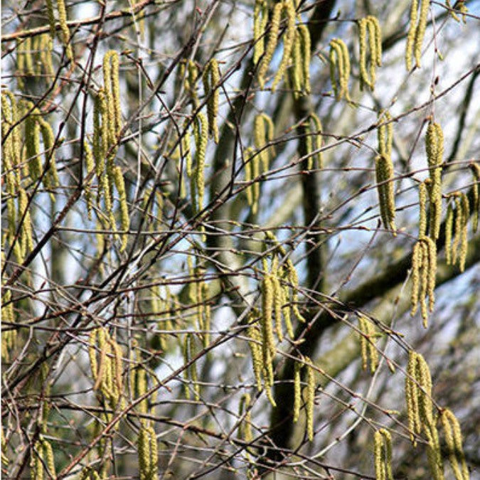 Betula utilis