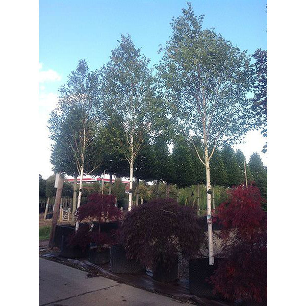 Betula utilis 'Doorenbos'