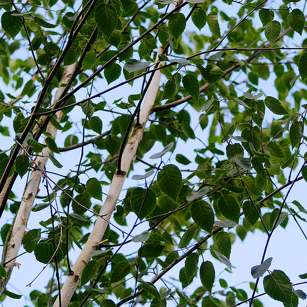 Betula utilis 'Doorenbos'
