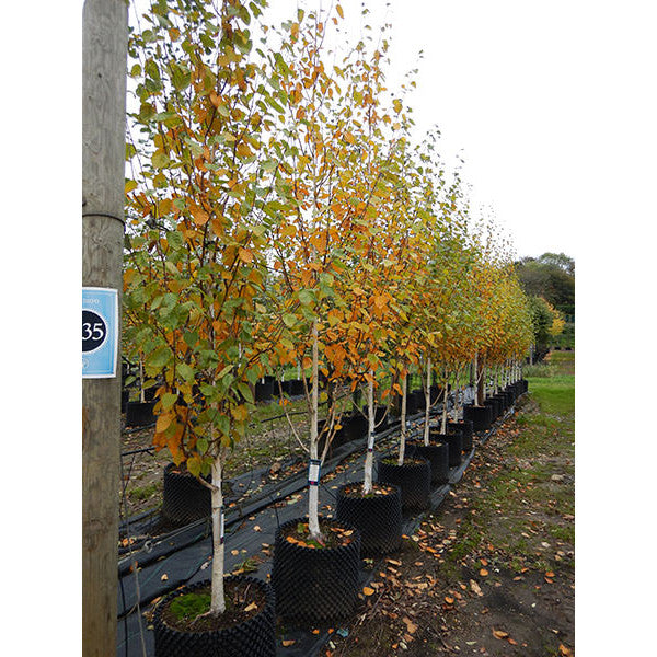 Betula utilis var. jacquemontii