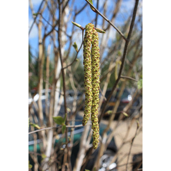 Betula utilis var. jacquemontii