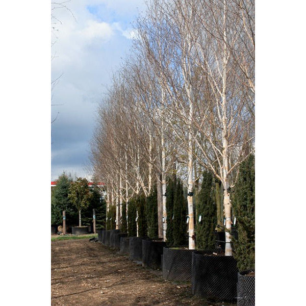 Betula utilis var. jacquemontii