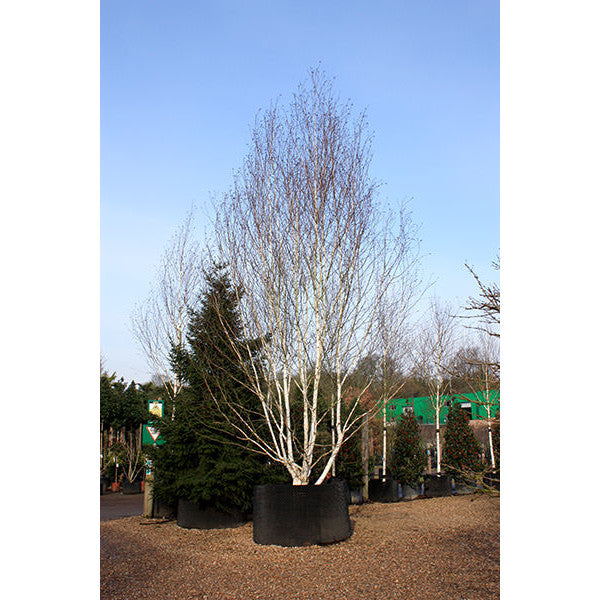Betula utilis var. jacquemontii