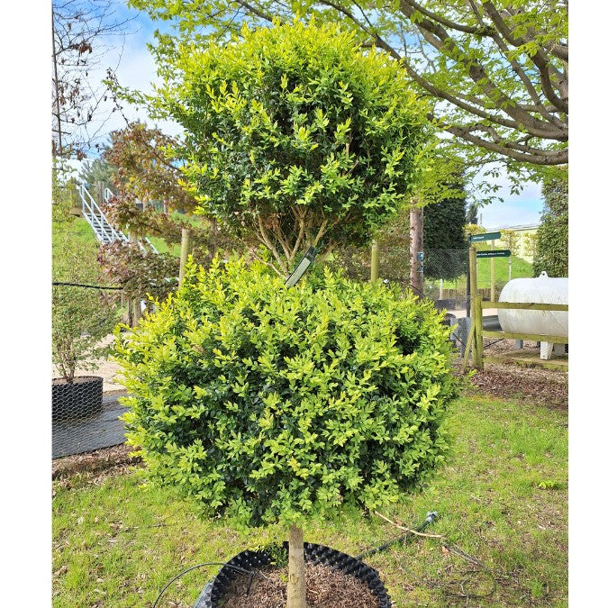Buxus sempervirens (Topiary)