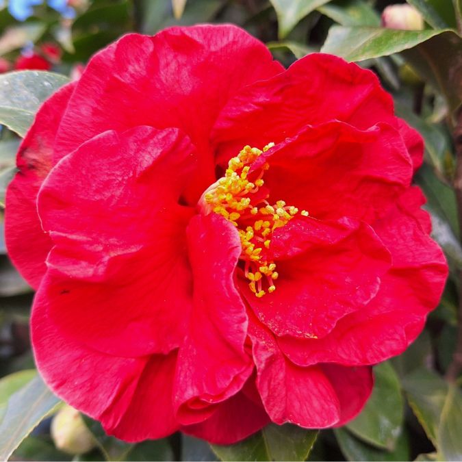Camellia japonica 'Doctor Burnside'