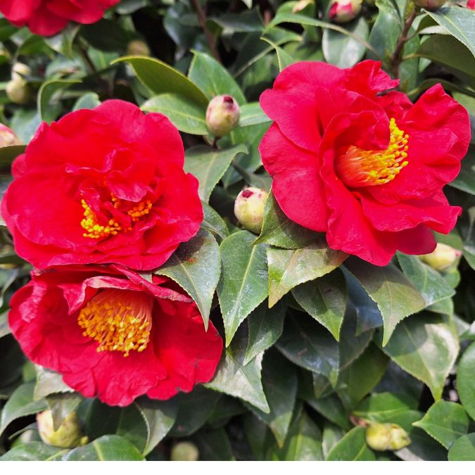 Camellia japonica 'Doctor Burnside'
