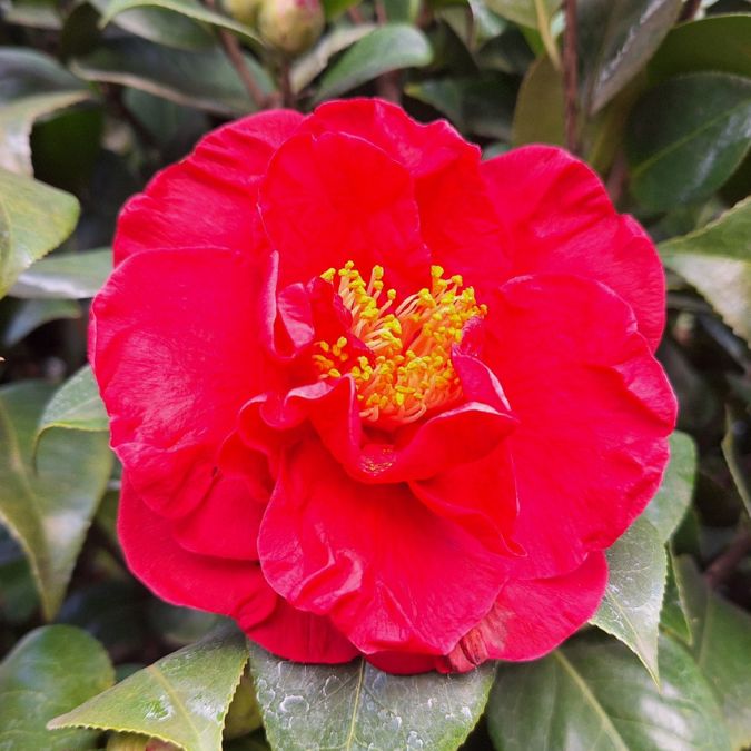 Camellia japonica 'Doctor Burnside'