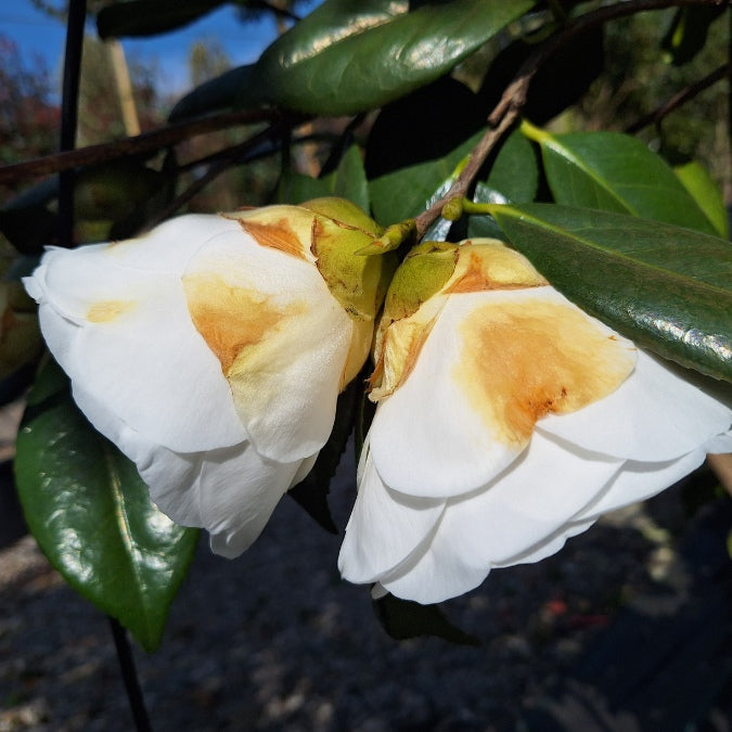 Camellia japonica 'White Nun'