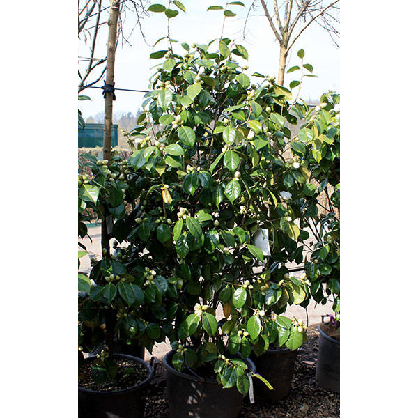 Camellia japonica 'White Nun'