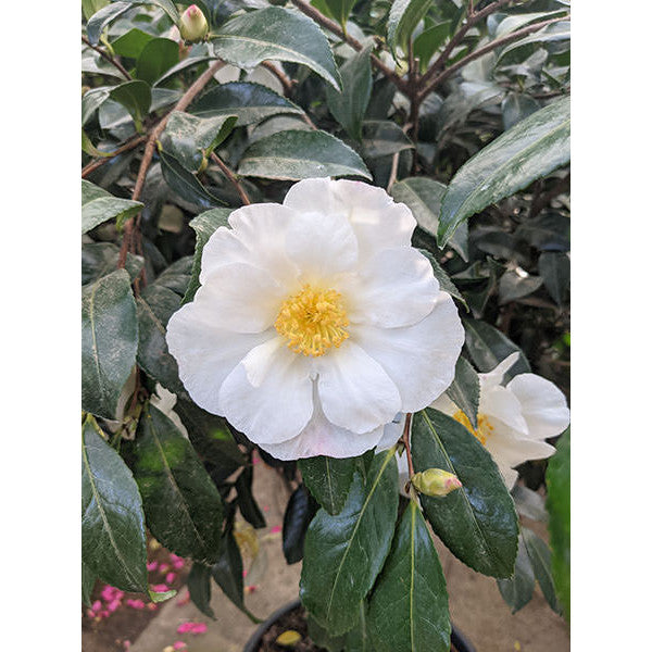 Camellia japonica 'White Nun'