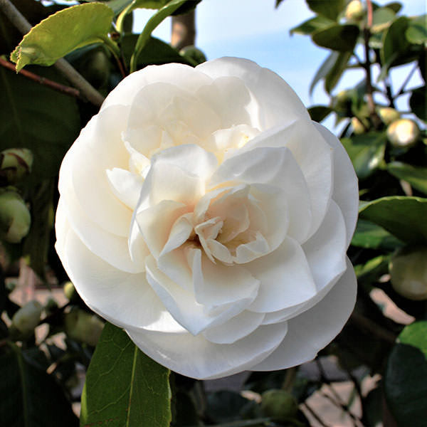 Camellia japonica 'White Nun'