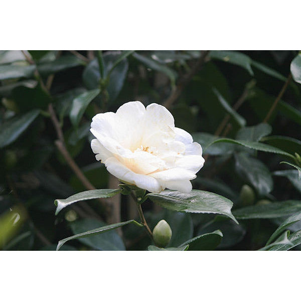 Camellia japonica 'White Nun'