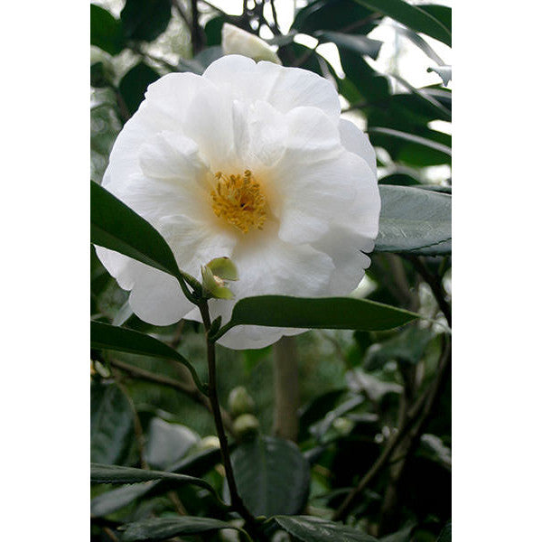 Camellia japonica 'White Nun'