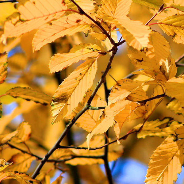 Carpinus betulus