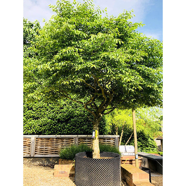 Carpinus betulus