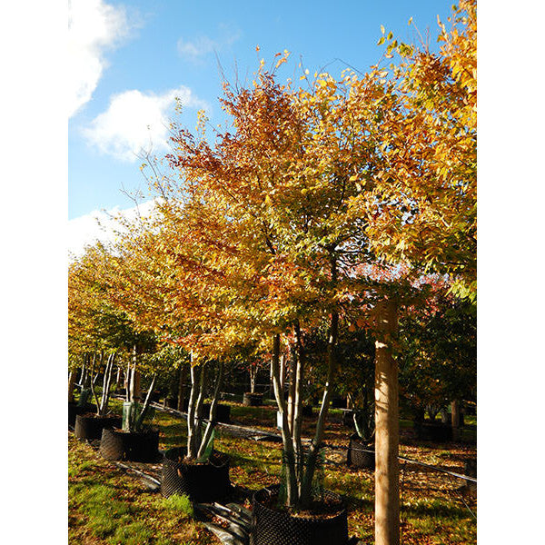 Carpinus betulus