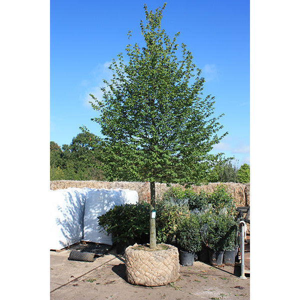Carpinus betulus