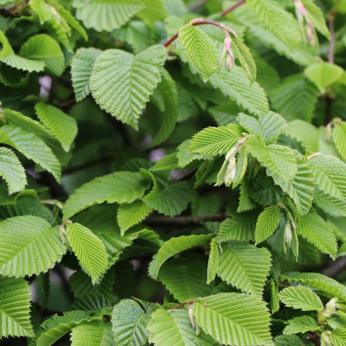 Carpinus betulus