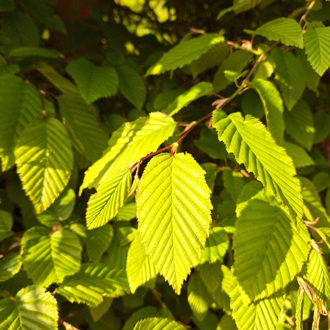 Carpinus betulus