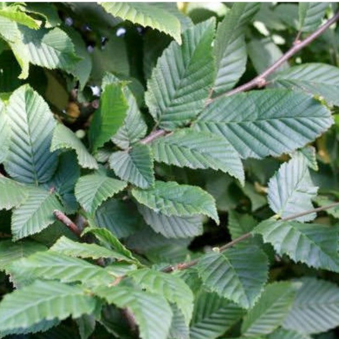 Carpinus betulus