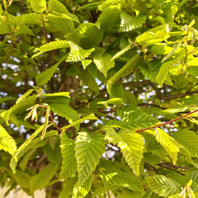Carpinus betulus (Box Head)