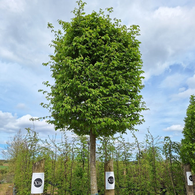 Carpinus betulus (Box Head)