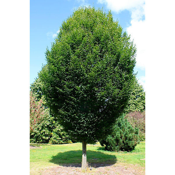 Carpinus betulus 'Fastigiata'