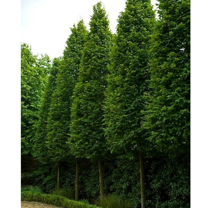Carpinus betulus 'Frans Fontaine'