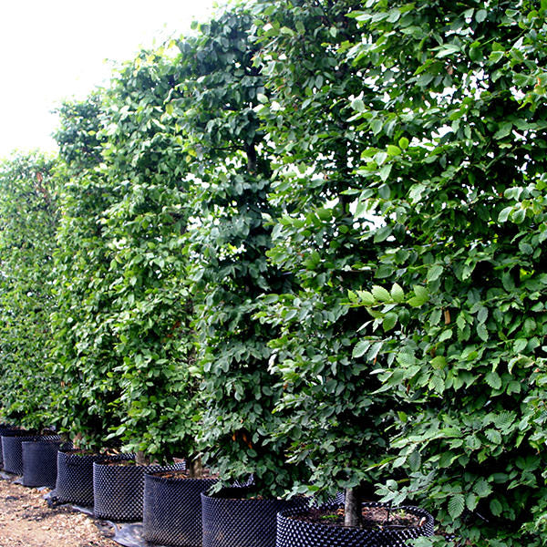 Carpinus betulus (Hedging)
